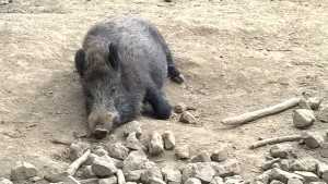 The Waldau wild pigs are always fun to watch.