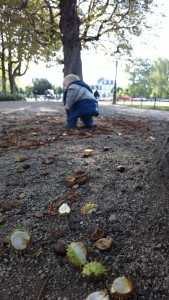 Conkers are a big thing in Bonn